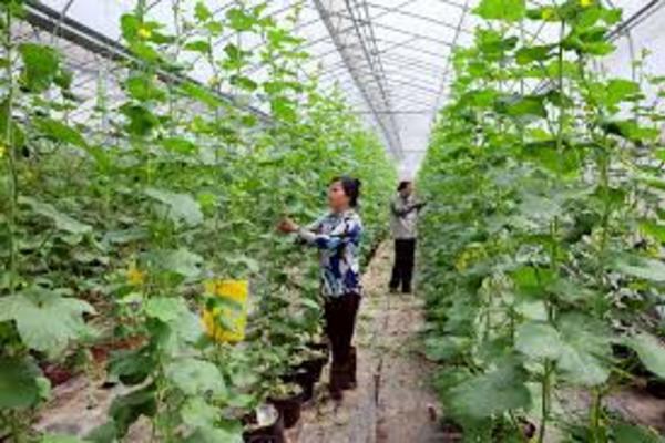 Hà Nội: Mở hướng cho nông dân làm giàu