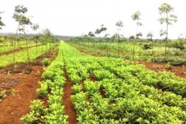 Tái canh 250 ha cao su để giải quyết việc làm cho lao động dân tộc thiểu số