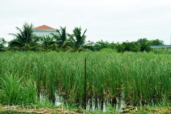 Mô hình trồng Bồn Bồn giúp bà con đổi đời ngoạn mục