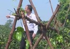 Branding Danh Mountain ginseng from Bac Giang