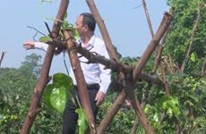 Branding Danh Mountain ginseng from Bac Giang