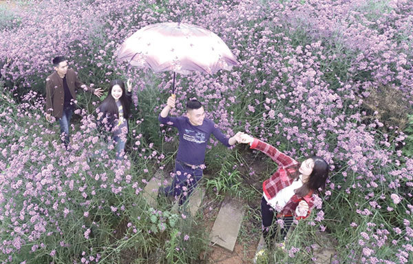Violet flowers shine on hill in Sa Pa