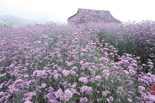 Violet flowers shine on hill in Sa Pa