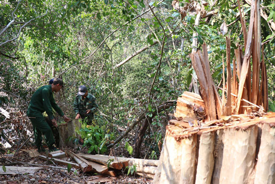 Natural forests in Vietnam wiped out despite strict regulations