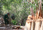 Natural forests in Vietnam wiped out despite strict regulations