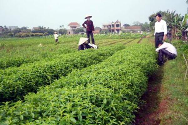 Làm giàu nhờ trồng cây cỏ ngọt Stevia