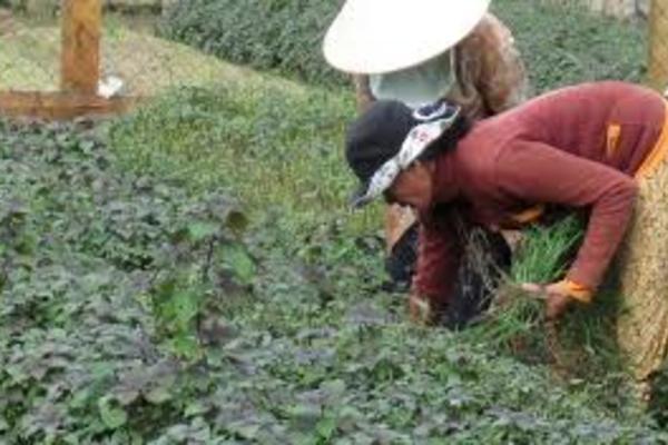 Những bước tiến đáng kể trong thoát nghèo bền vững ở Sông Cầu
