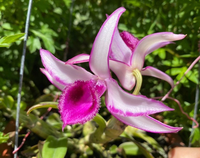 Ngắm giò lan phi điệp tím 2 tỷ đồng, xứng danh kỳ hoa dị thảo