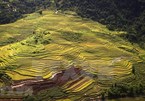 Immense beauty of terraced rice fields in Hoa Binh