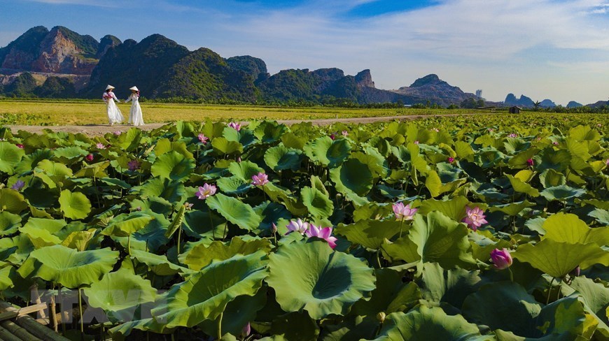 Dreaming beauty of lotus in Ninh Binh