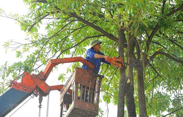Hanoi plans to trim trees to ensure safety in rainy season