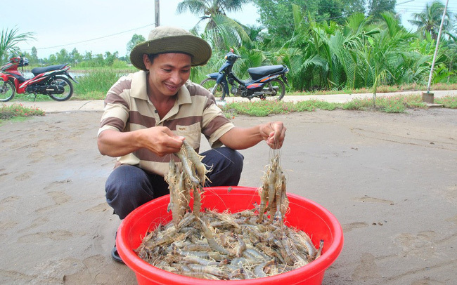 Vietnamese shrimp industry sees bright prospects after Covid-19