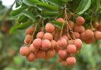 Luc Ngan lychee farmers become prosperous with focus on quality