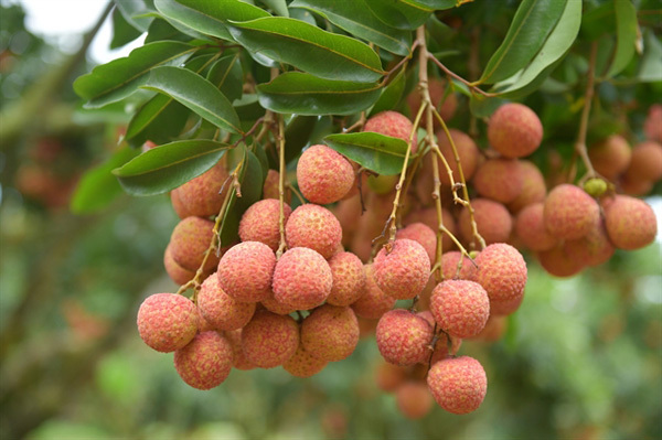 Luc Ngan lychee farmers become prosperous with focus on quality