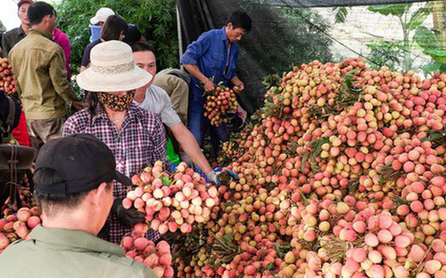 Fruit exports to China down, Vietnam pins hopes on Japan, India