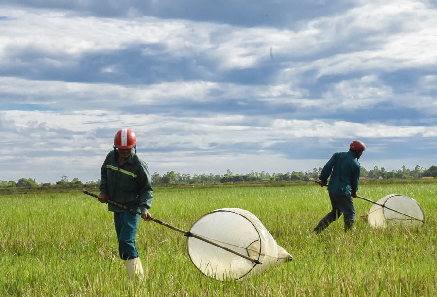 Trời nắng 40 độ ra đồng săn 'con cốm', kiếm tiền triệu mỗi ngày