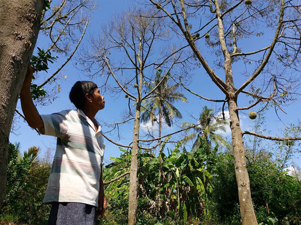 Mekong Delta adapts to saline intrusion