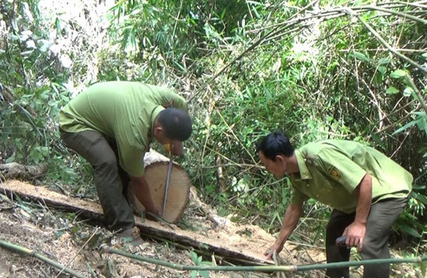 Minister calls for forest protection and management efforts