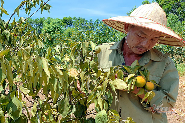 Không có điện bơm tưới, 200ha cây đặc sản nguy cơ xoá sổ