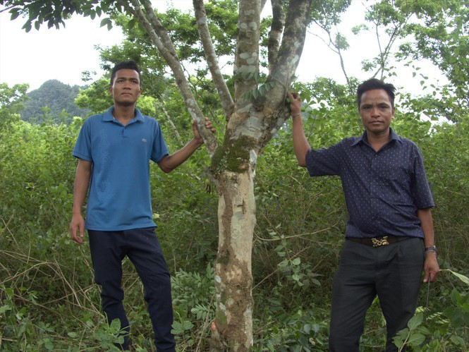 'Vương quốc' gỗ sưa bí mật ở Phong Nha - Kẻ Bàng