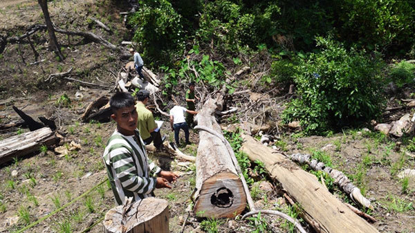 Seven loggers arrested in Gia Lai