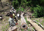 Seven loggers arrested in Gia Lai