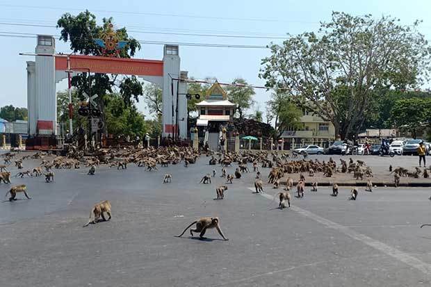 Khỉ 'chiếm giữ' một thành phố Thái Lan (+video) Khi-cuong-dam-chiem-mot-thanh-pho-thai-lan