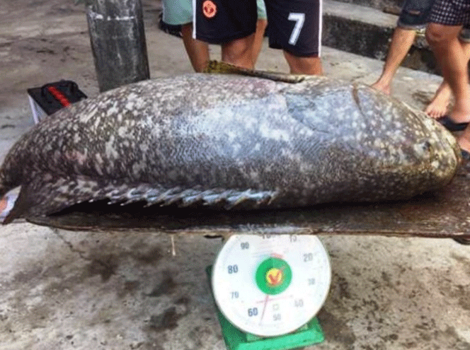 Bắt con cá mú khồng lồ, nặng 55kg giá bán chục triệu đồng Ca-mu-nghe