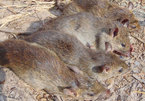 Wildlife supply chains for human consumption increases coronaviruses’ transmission risk to people