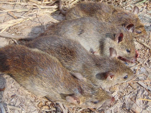 Wildlife supply chains for human consumption increases coronaviruses’ transmission risk to people