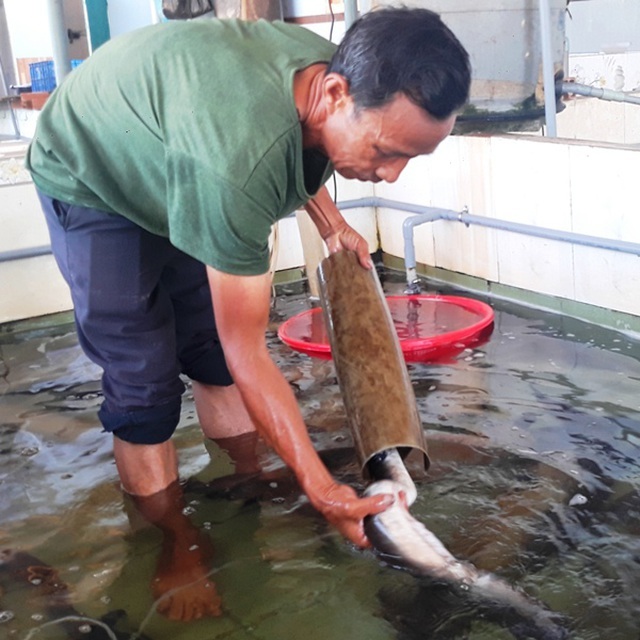 Lão ngư đất võ Bình Định đổi đời nhờ nuôi loài cá 'tiến vua'