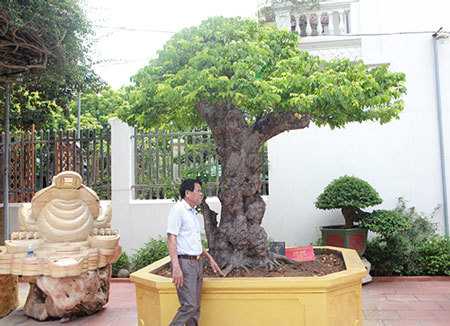 Cây khế độc nhất vô nhị có giá 3 tỷ đồng của đại gia Phú Thọ