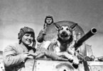 Những 'người lính' bốn chân quả cảm của Liên Xô