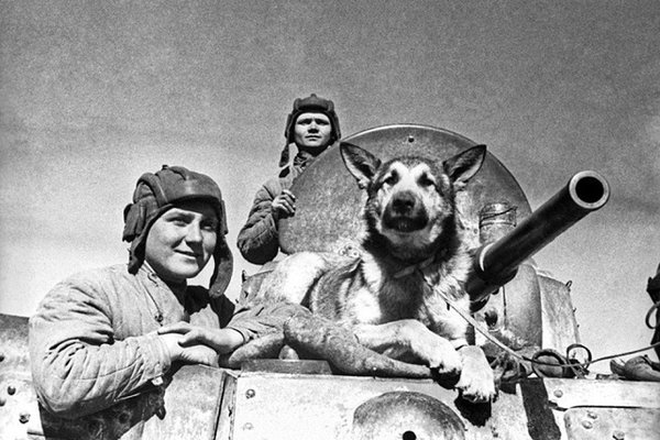 Những 'người lính' bốn chân quả cảm của Liên Xô
