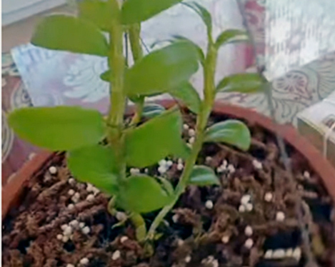 Dân chơi Hưng Yên lên tiếng, 3 mầm lan Bạch tuyết bán 2,2 tỷ đồng