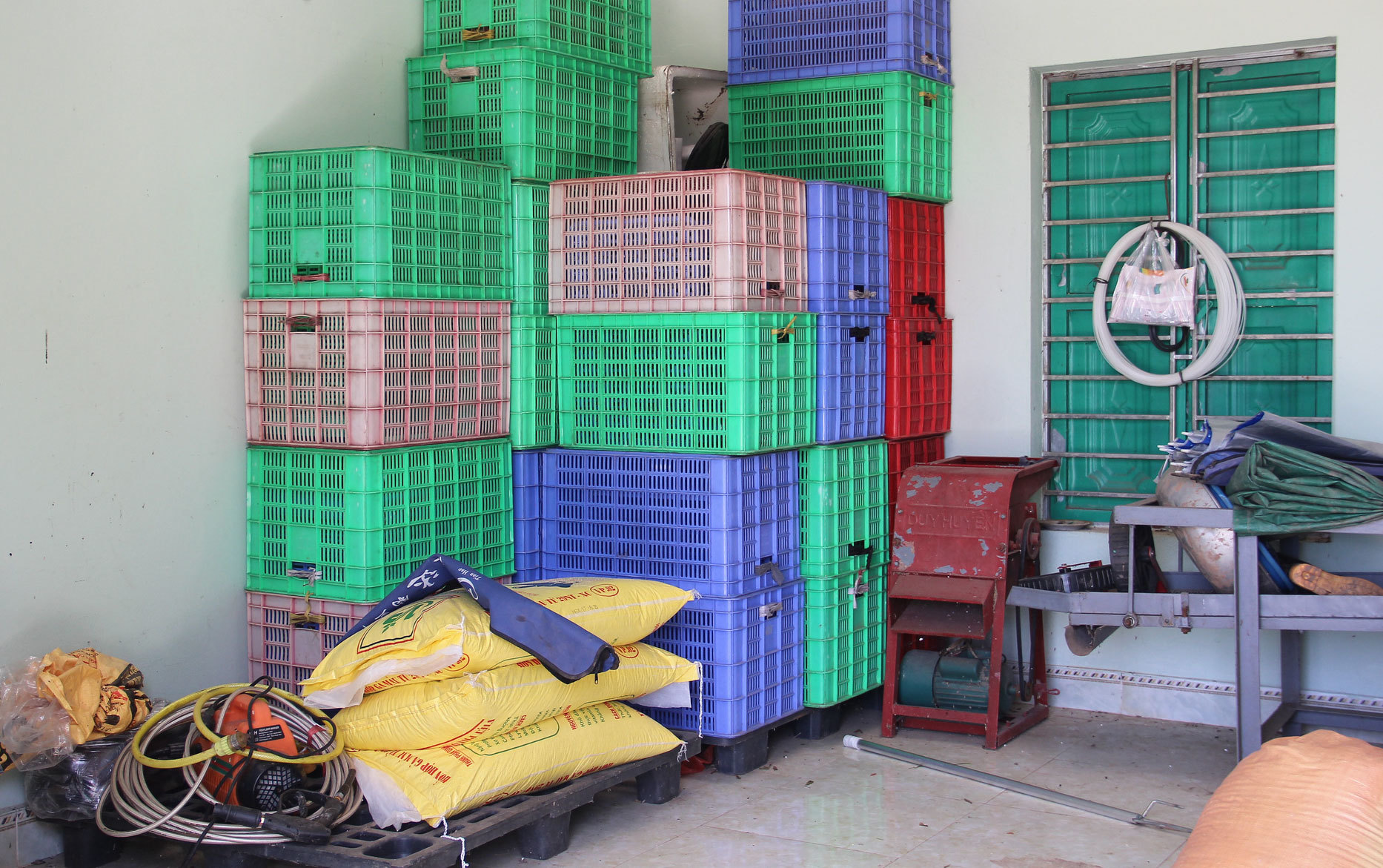 Nam Định: Trồng loại quất 'ăn sạch, ở sạch', lời nửa tỷ đồng mỗi năm