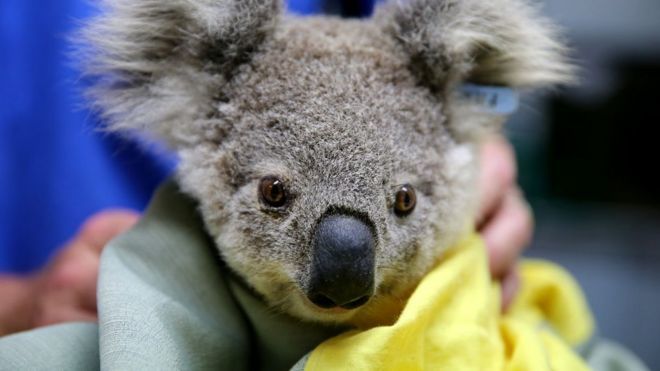 Koalas face extinction in New South Wales by 2050, report finds