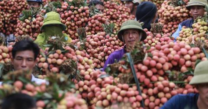 China remains major market for Vietnam’s farm produce