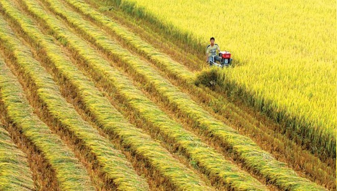 VN's rice exports bounce back after one-month interruption