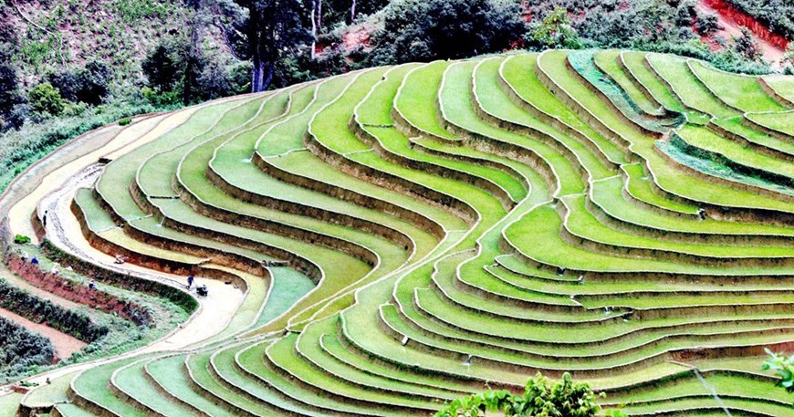 Alluring terraced rice fields in Son La