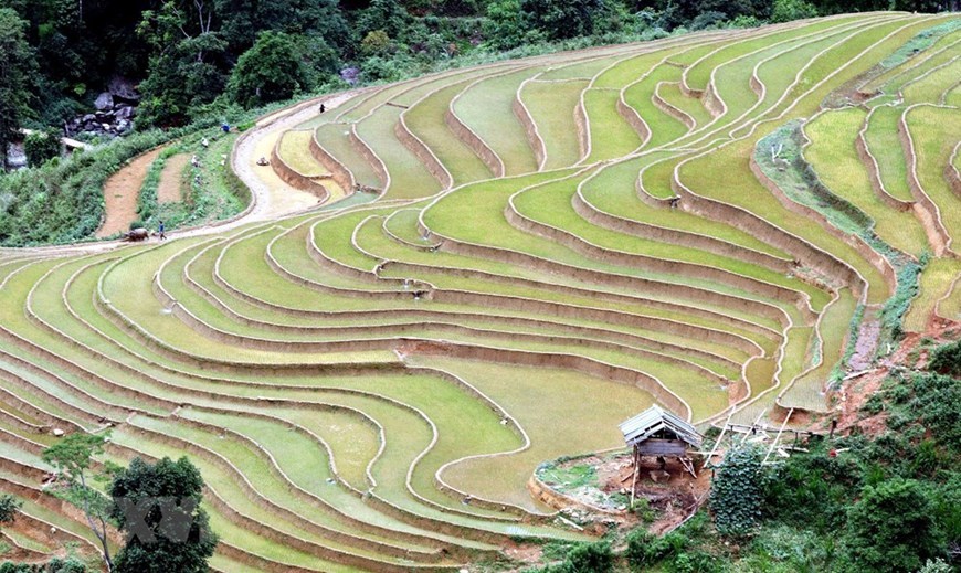 Alluring terraced rice fields in Son La