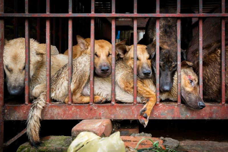 Lễ hội thịt chó Trung Quốc vẫn diễn ra bất chấp lệnh cấm giết mổ, ăn thịt