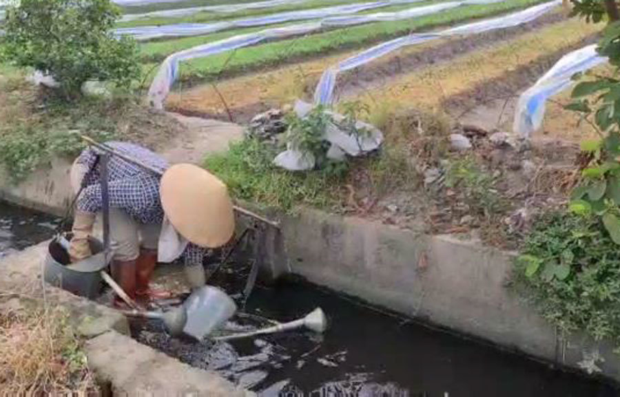 Rau xanh mơn mởn 'tắm' trong nước thải đen kịt, bọt tung trắng xóa