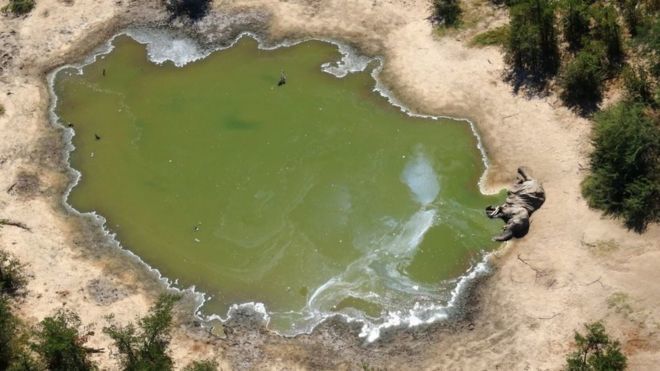 Botswana: Lab tests to solve mystery of hundreds of dead elephants