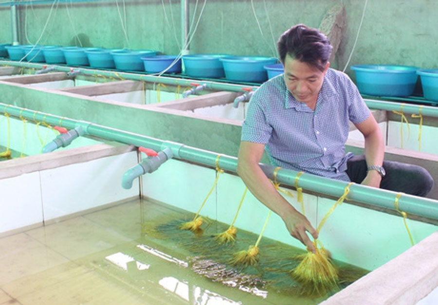 Bỏ lương cao ở Nhật Bản, trai Vĩnh Long về quê 'nghịch nước' nuôi lươn