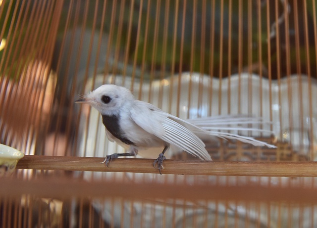 Mê đắm 'nữ hoàng' chim Việt, đại gia Singapore vung tiền tỷ không mua nổi