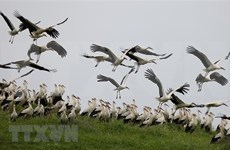Storks preserved in Bac Ninh