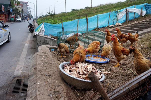 Hàng loạt khu vực ở Hà Nội sẽ không được chăn nuôi lợn, gà