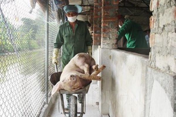 Khởi tố trưởng ban thú y ở Hải Dương chiếm 219 triệu tiền hỗ trợ dịch tả lợn