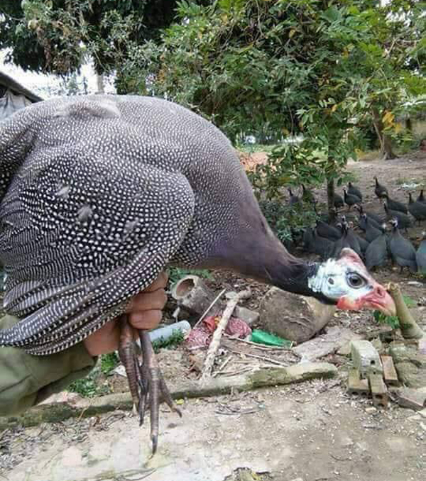 Vẻ đẹp lộng lẫy của chim trĩ sao quý hiếm trong Thảo Cầm Viên Sài Gòn -  YouTube
